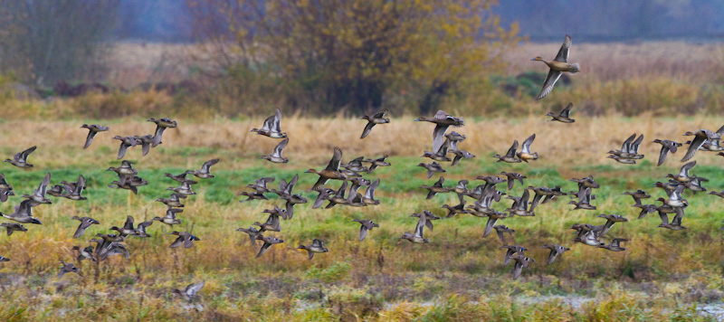 American Wigeon And Northern Pintail In Flight
